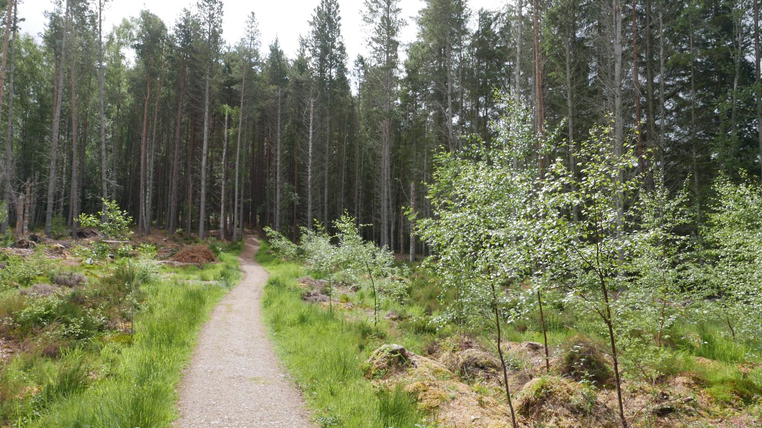 Anagach Woods, a community-owned woodland in Grantown-on-Spey, Scotland. Jennifer Gabrys, 2025.