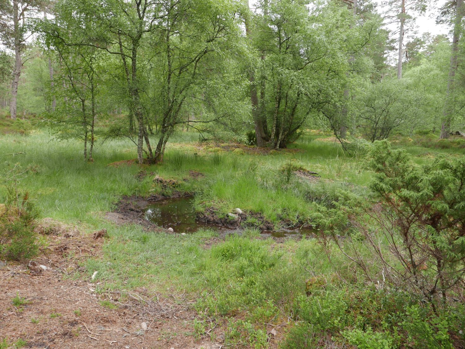 Anagach Woods and marsh rehabilitation. Jennifer Gabrys, 2025.