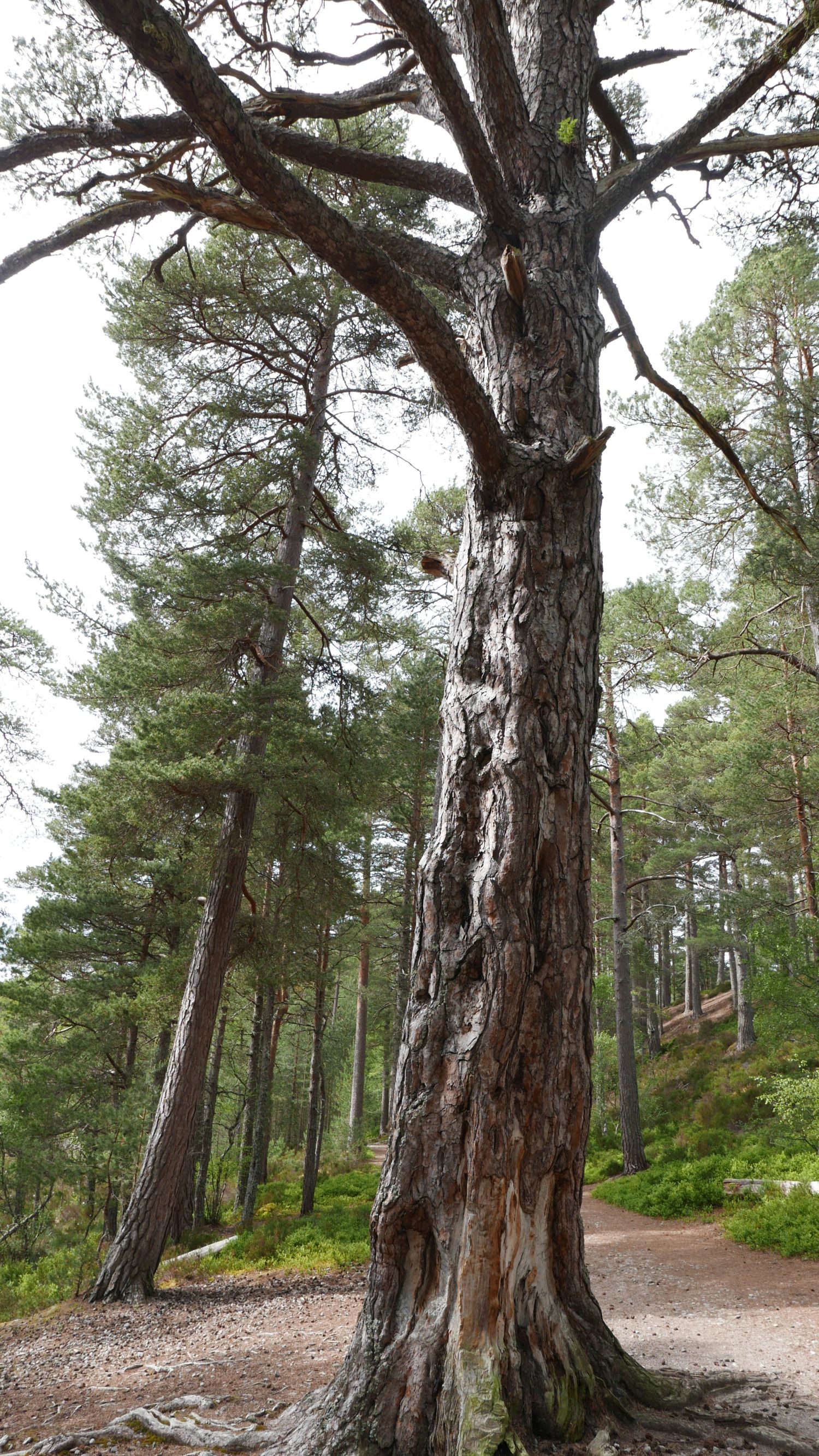 Anagach Woods with Scots pine. Jennifer Gabrys, 2025.