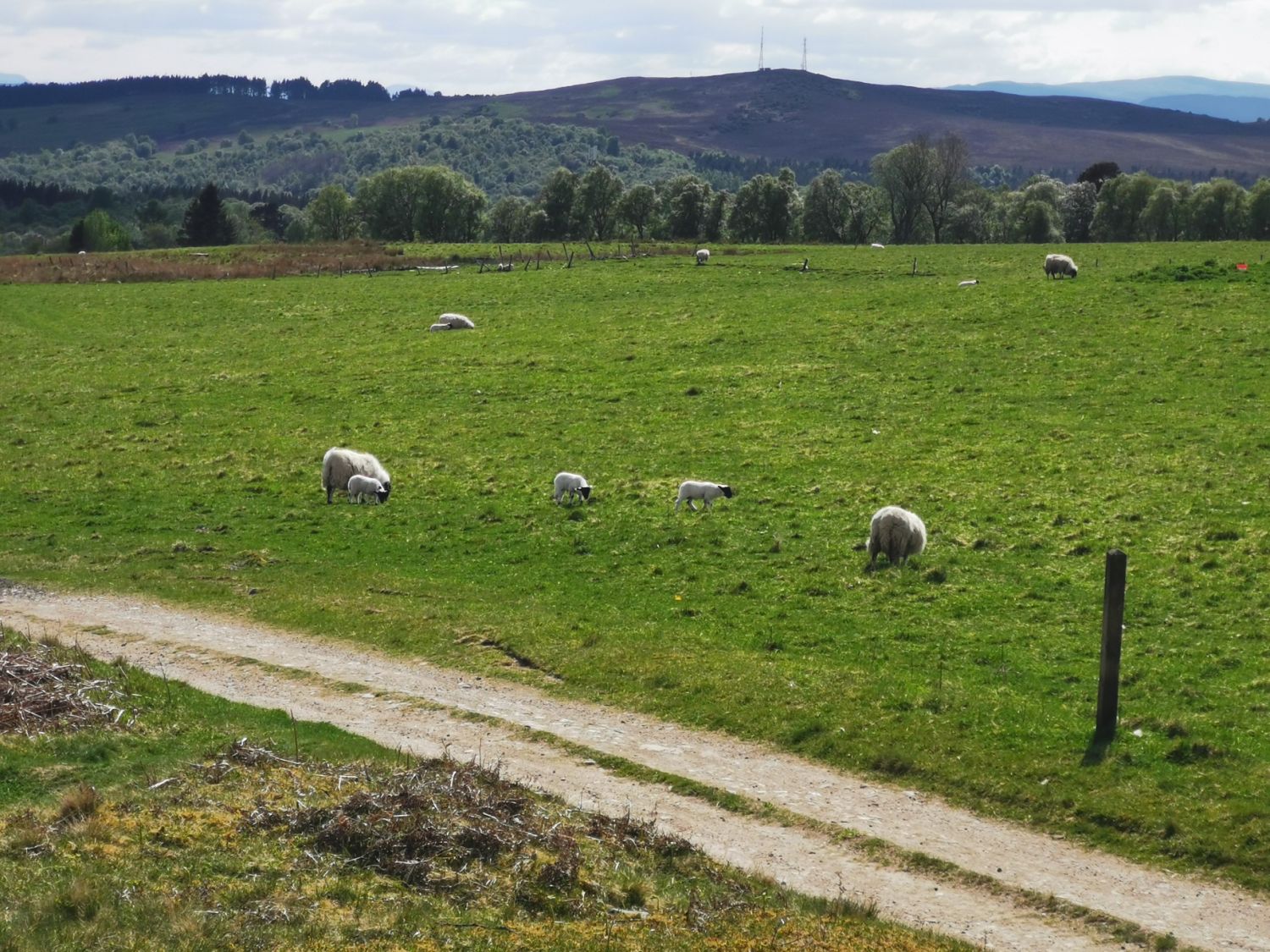 Farm in Grantown-on-Spey. David Brown, 2024.
