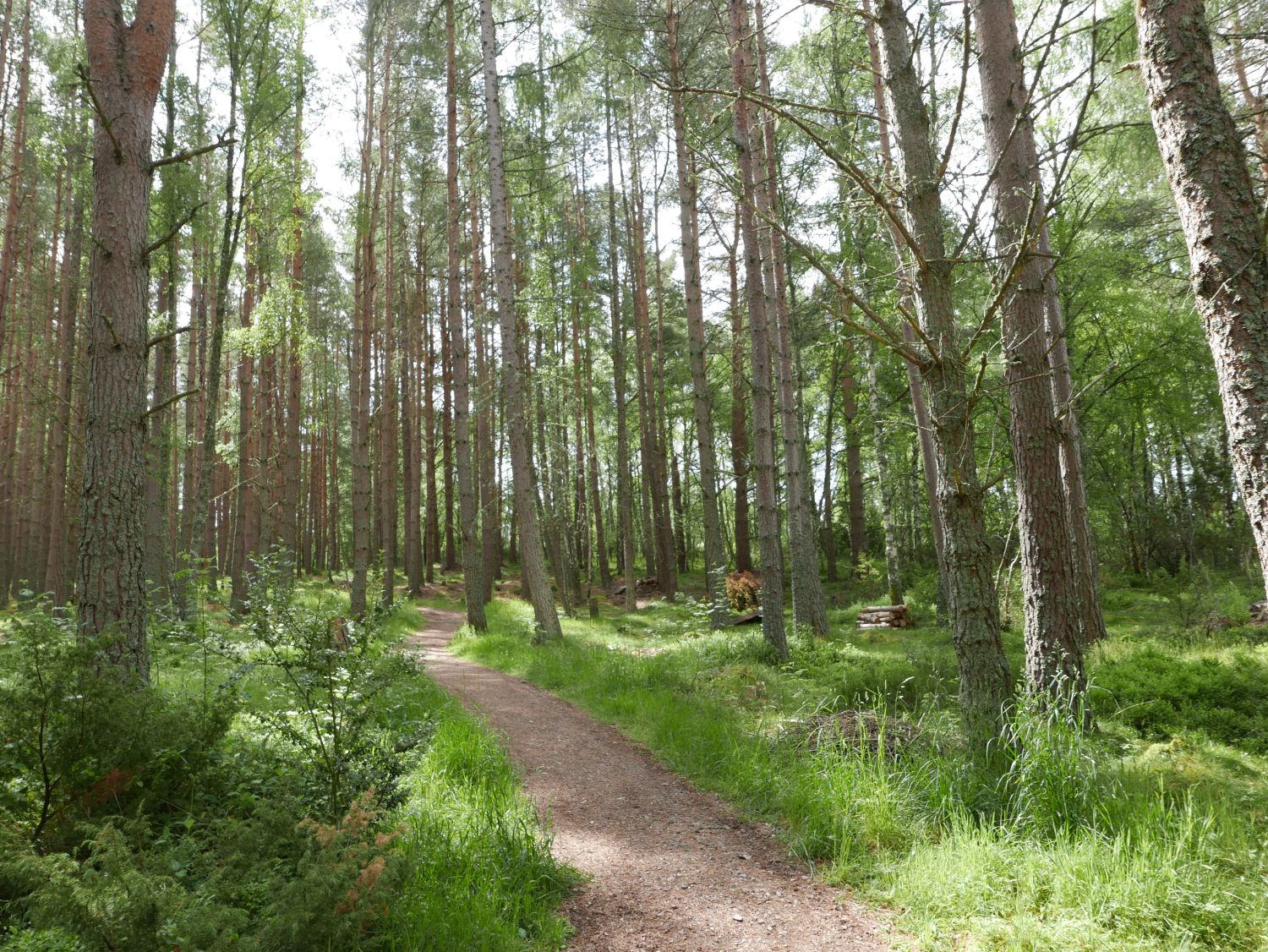 Insh Community Holdings woodland. Jennifer Gabrys, 2025.