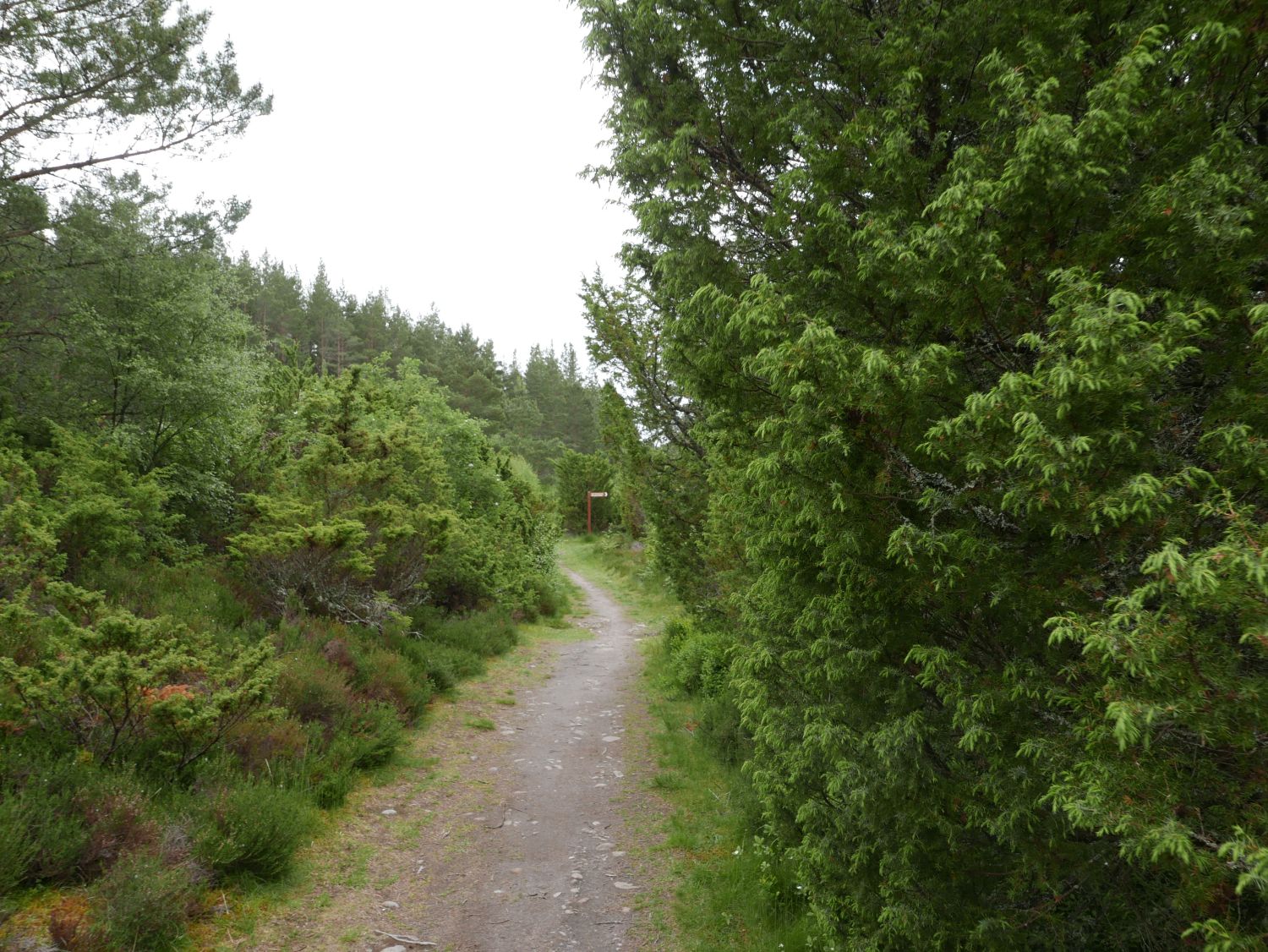 The Speyside Way, Insh Community Holdings. Jennifer Gabrys, 2025.