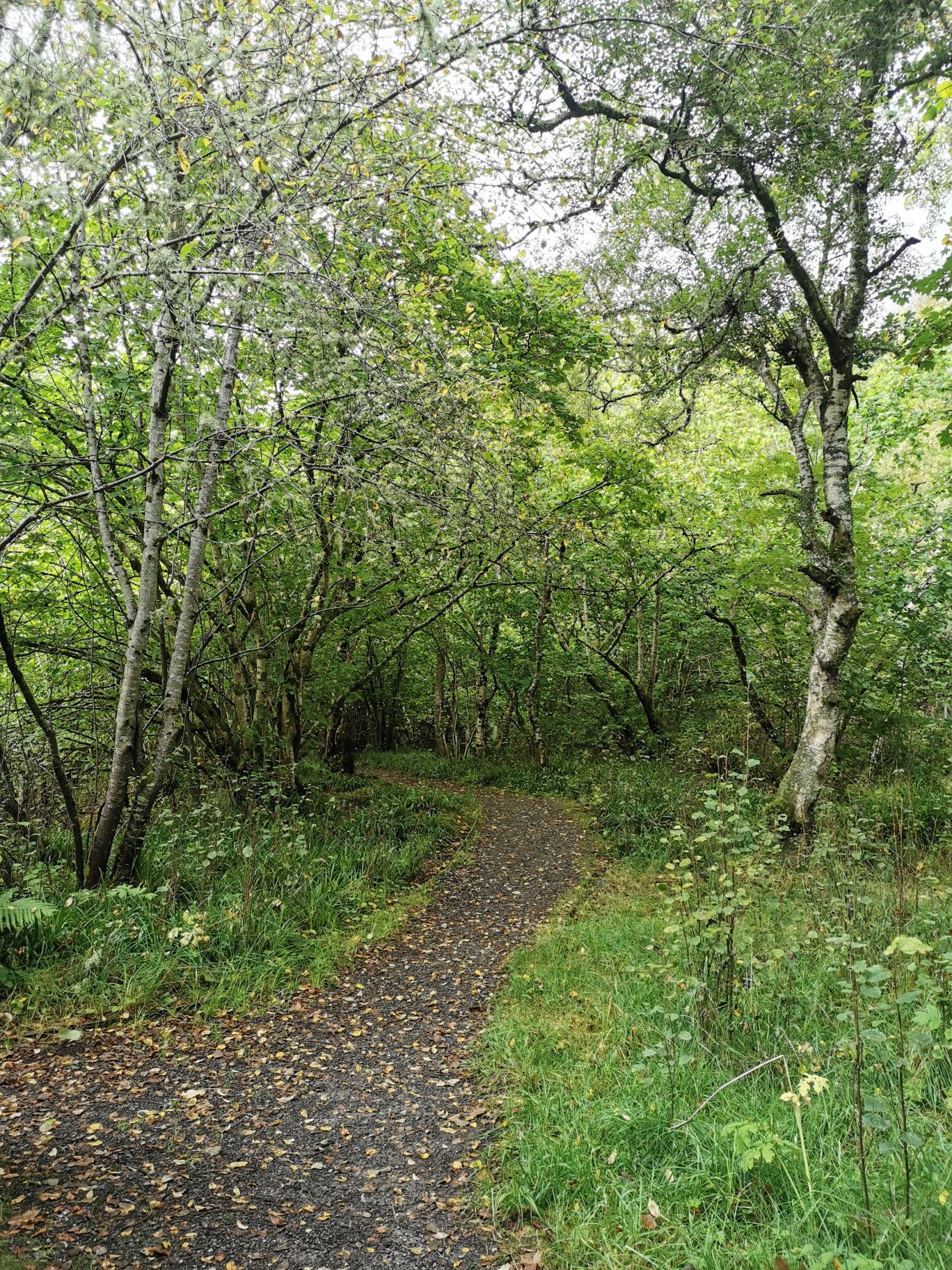 Kingussie Community Woodland. David Brown, 2024.
