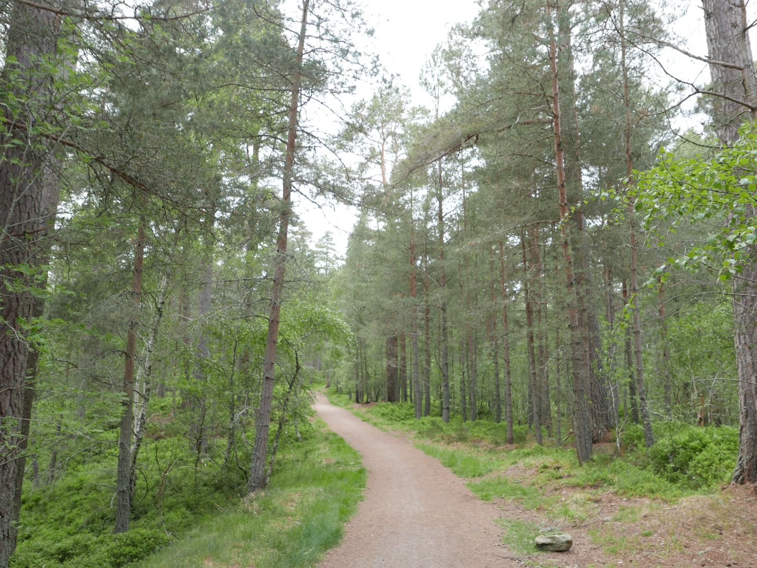 Anagach Woods. Jennifer Gabrys, 2025.